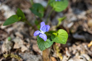 Viola cucullata mor çiçeği doğal bir arka planda. Ayrıntılı makro görünüm.