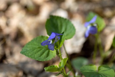 Viola cucullata mor çiçeği doğal bir arka planda. Ayrıntılı makro görünüm.