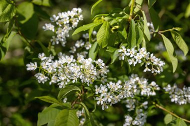 Baharda yeşil yapraklı arka planda meyve ağaçlarından oluşan beyaz çiçekler. Ayrıntılı makro görünüm.