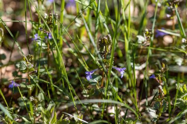 Viola cucullata mor çiçeği doğal bir arka planda. Ayrıntılı makro görünüm.