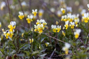 Doğal bir arka planda nonoş çiçeği. Ayrıntılı makro görünüm.