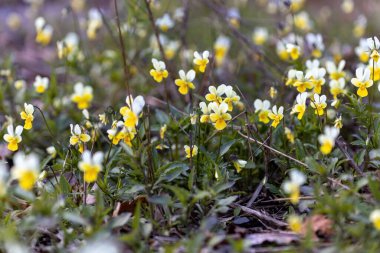 Doğal bir arka planda nonoş çiçeği. Ayrıntılı makro görünüm.