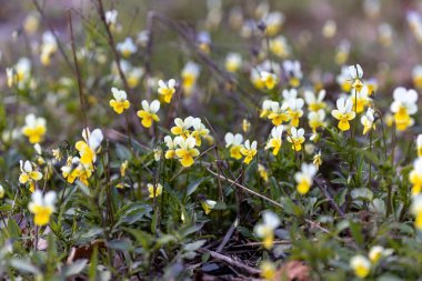 Doğal bir arka planda nonoş çiçeği. Ayrıntılı makro görünüm.
