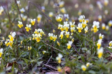 Doğal bir arka planda nonoş çiçeği. Ayrıntılı makro görünüm.
