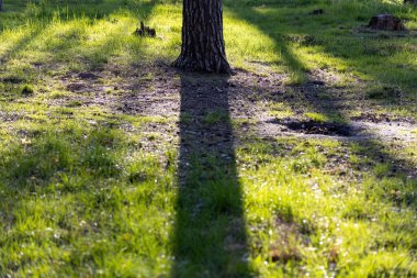 Yeşil çimenlikteki bir ağacın gölgesi. Açık güneşli gün.