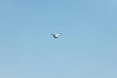 Mavi gökyüzündeki martı. Açık Gün.