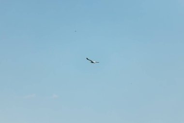 Mavi gökyüzündeki martı. Açık Gün.