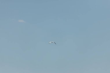 Mavi gökyüzündeki martı. Açık Gün.