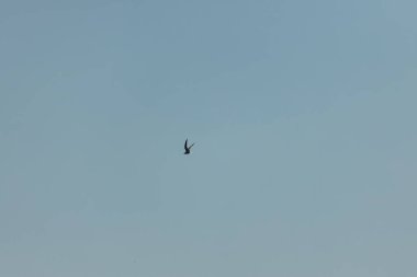 Mavi gökyüzündeki martı. Açık Gün.