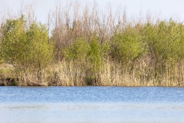 Yazın göl kıyısında. Açık güneşli gün.
