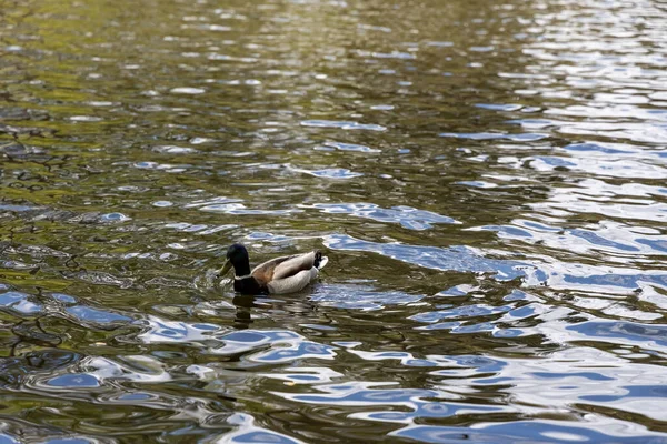 Drake Duck Swims Lake Summer Day — Stock Photo, Image