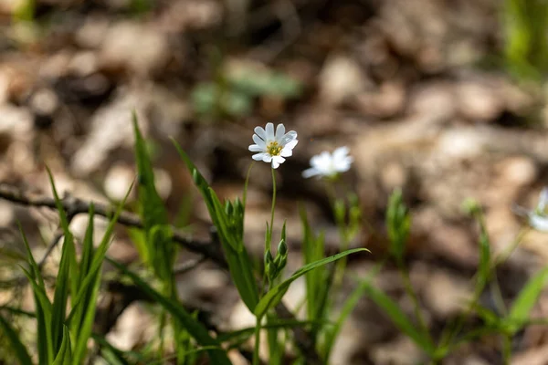 Anemone Fehér Virág Természetes Háttérrel Részletes Makronézet — Stock Fotó