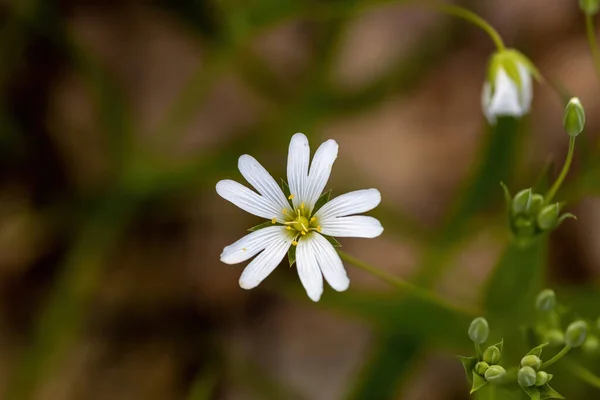 Anemone Fehér Virág Természetes Háttérrel Részletes Makronézet — Stock Fotó