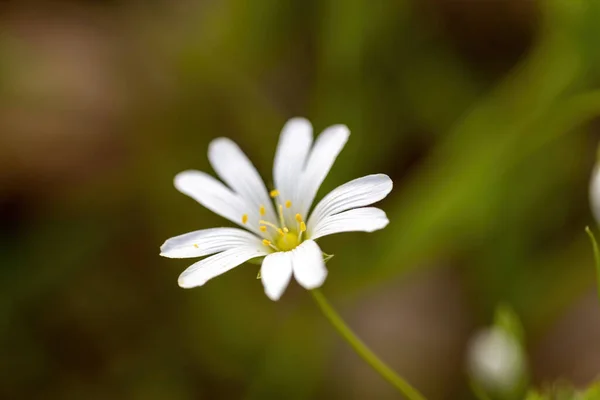Anémona Flor Blanca Sobre Fondo Natural Vista Macro Detallada — Foto de Stock