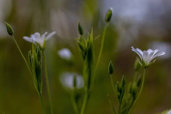 Anemone Fehér Virág Természetes Háttérrel Részletes Makronézet — Stock Fotó