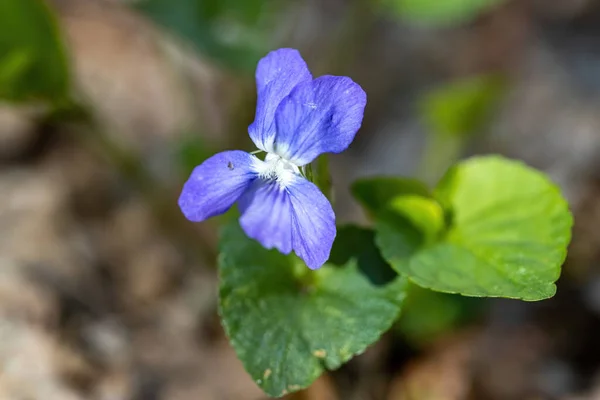 Viola Cucullata Фиолетовый Цветок Естественном Фоне Подробное Макропредставление — стоковое фото