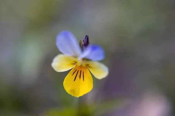 Pansy Flower Natural Background Detailed Macro View — Stock Photo, Image