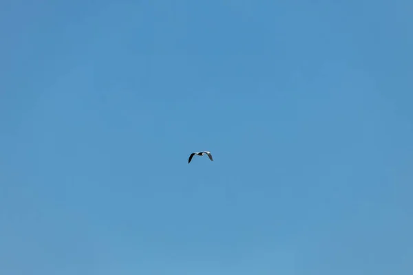 青い空にカモメ 晴れた日 — ストック写真