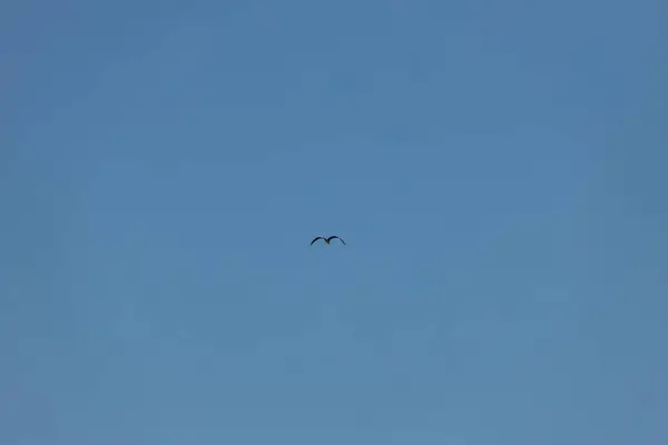 Burung Camar Langit Biru Bersihkan Hari — Stok Foto