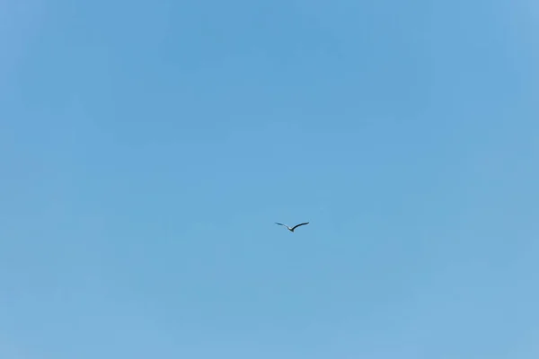 Mouette Dans Ciel Bleu Jour Clair — Photo