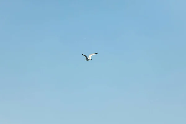 Mouette Dans Ciel Bleu Jour Clair — Photo