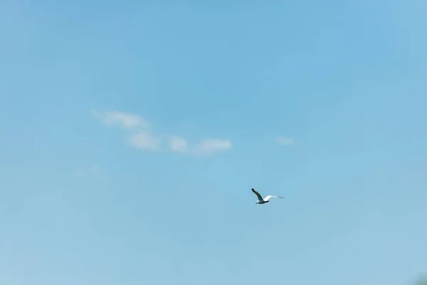 青い空にカモメ 晴れた日 — ストック写真