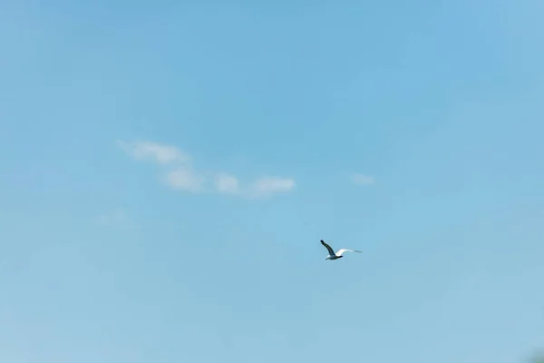 Mouette Dans Ciel Bleu Jour Clair — Photo