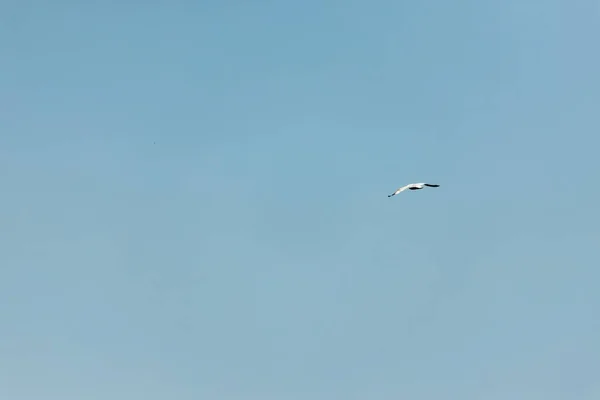 Gaviota Cielo Azul Día Despejado —  Fotos de Stock