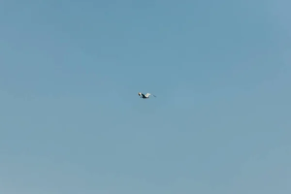 Seagull Blue Sky Clear Day — Stock Photo, Image