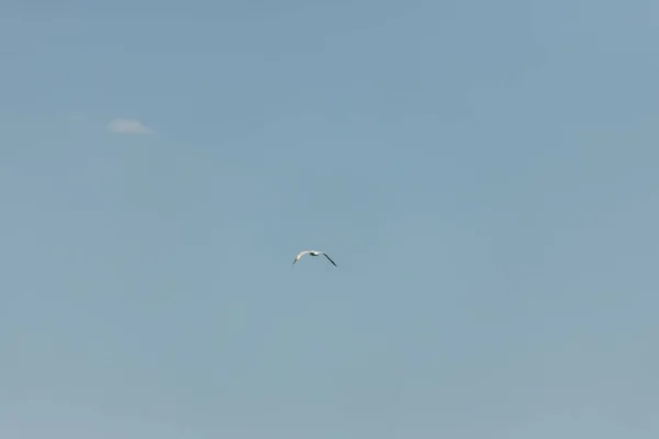 Gaivota Céu Azul Dia Claro — Fotografia de Stock