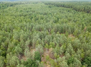 Yazın yeşil orman. Hava aracı görünümü.