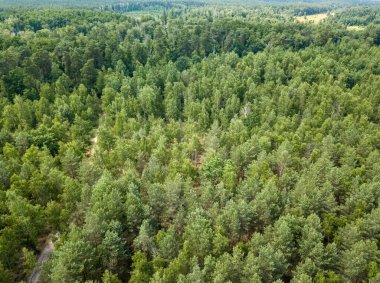 Yazın yeşil orman. Hava aracı görünümü.