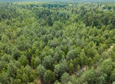Yazın yeşil orman. Hava aracı görünümü.