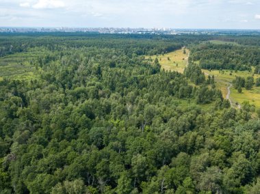 Yazın yeşil orman. Hava aracı görünümü.