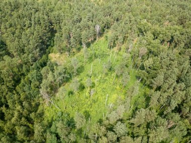 Yazın yeşil orman. Hava aracı görünümü.