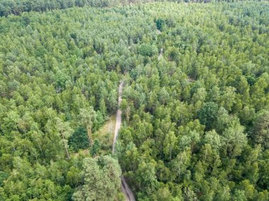 Yeşil yaz ormanlarında toprak yol. Hava aracı görünümü.