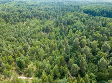 Yazın yeşil orman. Hava aracı görünümü.