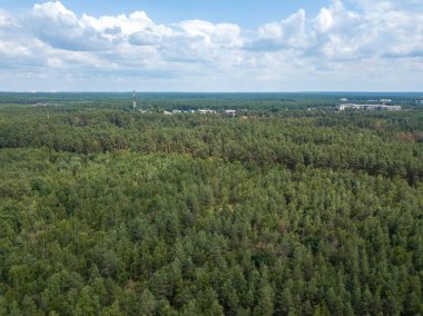 Yazın yeşil orman. Hava aracı görünümü.