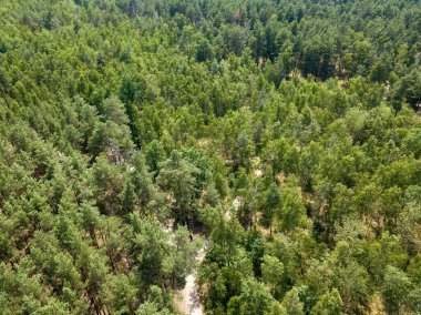 Yeşil yaz ormanlarında toprak yol. Hava aracı görünümü.