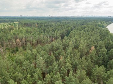 Yazın yeşil orman. Hava aracı görünümü.