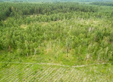 Yazın yeşil orman. Hava aracı görünümü.