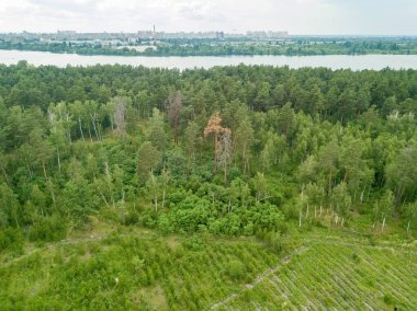 Yazın yeşil orman. Hava aracı görünümü.