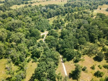 Yazın çayırdaki yeşil çalılar. Hava aracı görünümü.