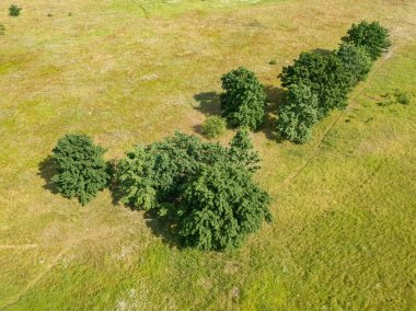 Yazın çayırdaki yeşil çalılar. Hava aracı görünümü.