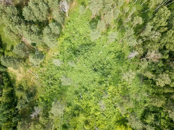 夏天的绿色森林 空中无人驾驶飞机视图 — 图库照片
