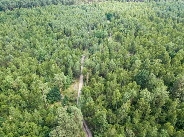 Dirt Path Summer Green Forest Aerial Drone View — Stock Photo, Image