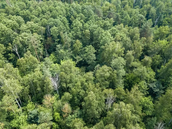 Zöld Erdő Nyáron Légi Drónra Néző — Stock Fotó