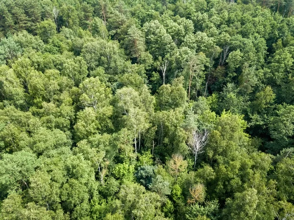 Bosque Verde Verano Vista Aérea Del Dron — Foto de Stock
