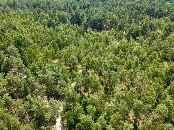 Földút Nyári Zöld Erdőben Légi Drónra Néző — Stock Fotó