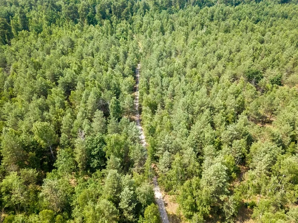 Yeşil yaz ormanlarında toprak yol. Hava aracı görünümü.
